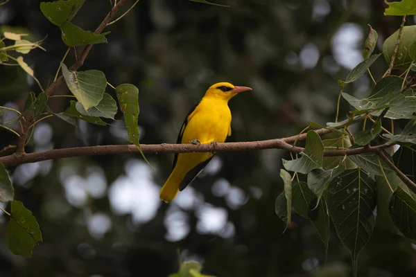 Oriole Dorée Indienne Oiseau Mâle Perché Dans Arbre — Photo