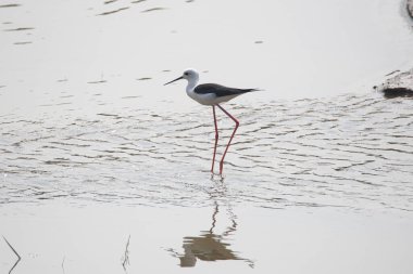 Siyah kanatlı stilt suyun içinde duruyor 
