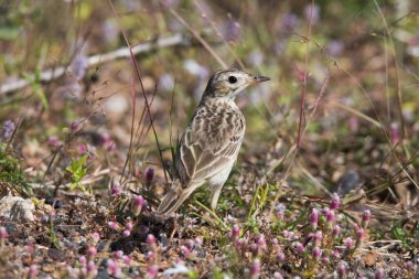 Paddyfield Pipit açık alanda duruyor.