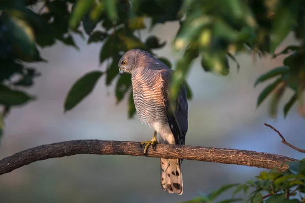 Shikra bird sitting on a tree branch