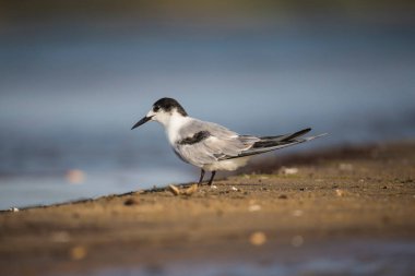 Durgun bir gölün kıyısında duran sıradan bir deniz feneri.