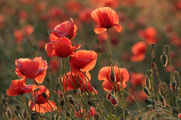 Coquelicot Mesdames — Photo