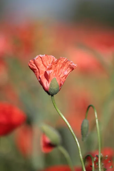 Dama roja — Foto de Stock