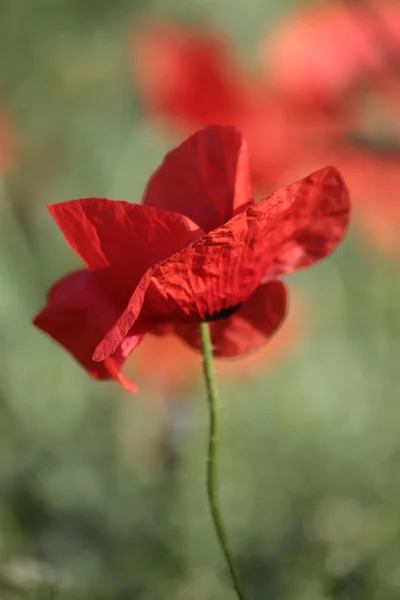 Damas de amapola — Foto de Stock