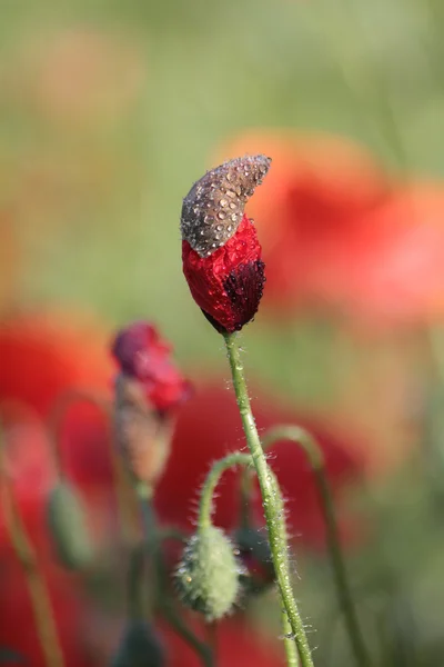 Vallmo damer — Stockfoto