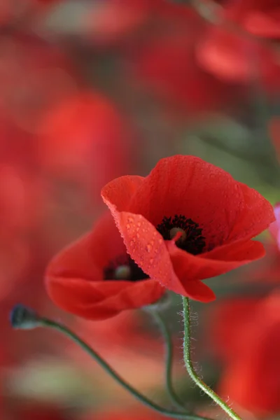 Coquelicot Mesdames — Photo