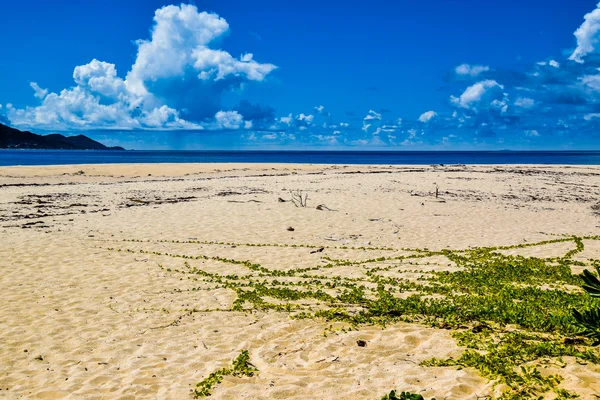 Klimplant, zand en zee — Stockfoto