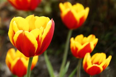 Çayırda güzel sarı ve kırmızı laleler