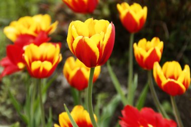 Çayırda güzel sarı ve kırmızı laleler