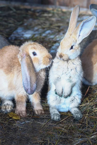 Two Little Cute Rabbits Cage Hay — Stock Photo, Image