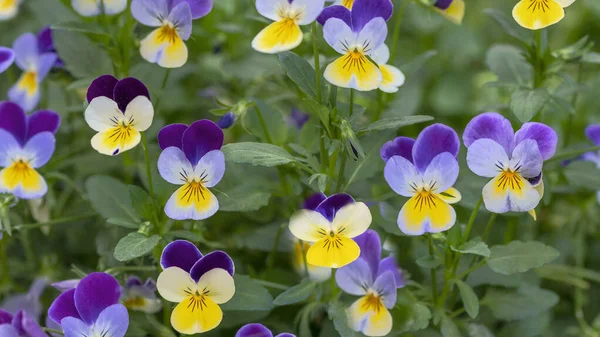 Los Pantanos Son Tipo Planta Híbrida Cultivada Como Una Flor —  Fotos de Stock