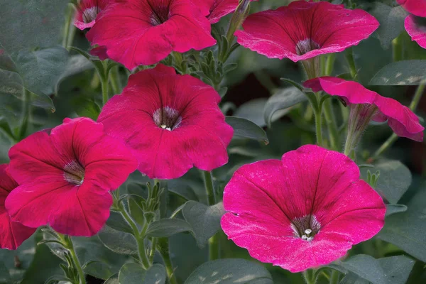 Grupo Hermosas Flores Petunia Sobre Fondo Exuberante Follaje Verde —  Fotos de Stock