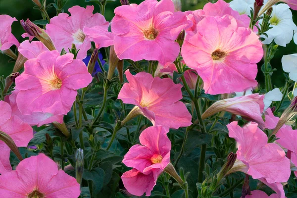 Grupo Hermosas Flores Petunia Sobre Fondo Exuberante Follaje Verde —  Fotos de Stock