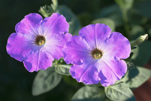 Groupe Belles Fleurs Pétunia Sur Fond Feuillage Vert Luxuriant — Photo