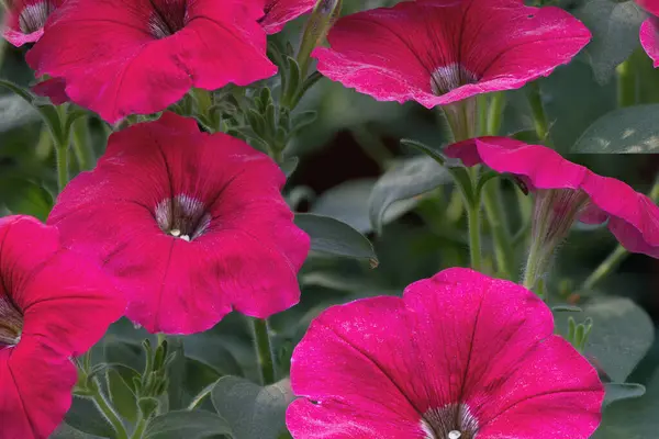 Grupo Hermosas Flores Petunia Sobre Fondo Exuberante Follaje Verde —  Fotos de Stock
