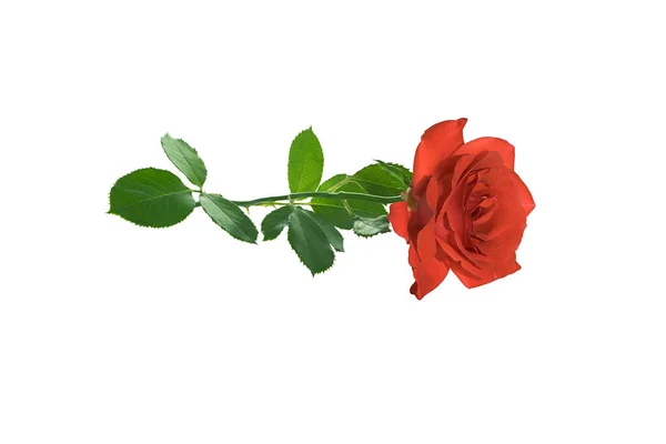 Гілка Листям Червоної Троянди Ізольована Білому Тлі — стокове фото
