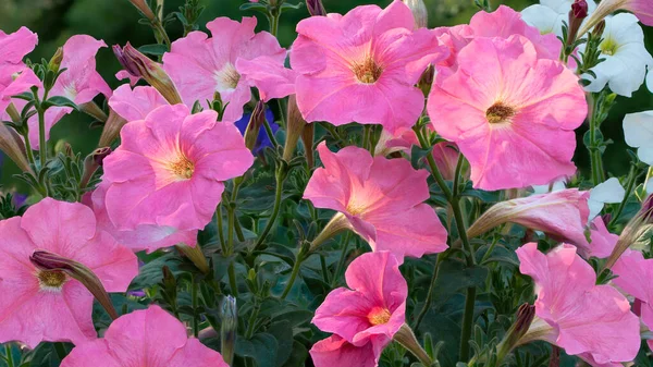 Groupe Belles Fleurs Pétunia Sur Fond Feuillage Vert Luxuriant — Photo