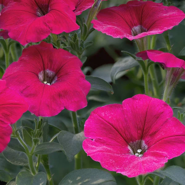 Grupo Hermosas Flores Petunia Sobre Fondo Exuberante Follaje Verde —  Fotos de Stock