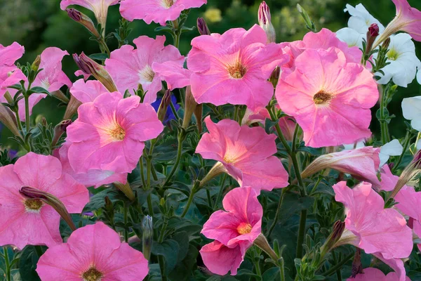 Grupo Hermosas Flores Petunia Sobre Fondo Exuberante Follaje Verde —  Fotos de Stock