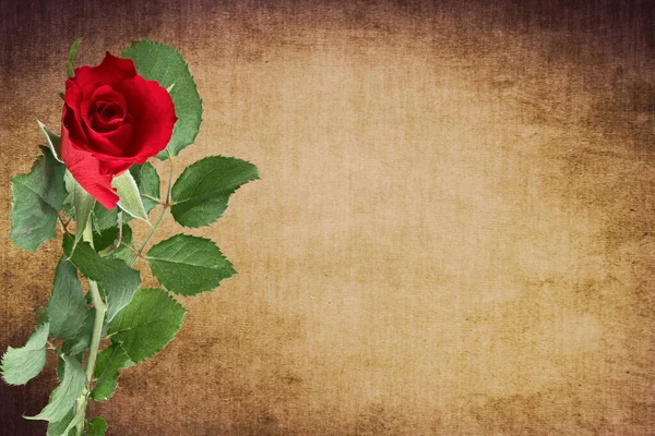 Branch Red Rose Old Vintage Paper Background — Stock Photo, Image