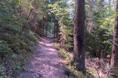 Yıkılmış çam iğneleriyle vahşi bir ormanın içine uzanan yürüyüş izleri.
