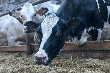 Siyah ve beyaz üreyen inekler ahırda taze saman yerler.