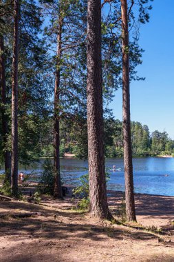 İnsanlar dinlenirken bir orman gölündeki çam ağaçlarının arasından bak. Büyük Semaginskoe Gölü. Karelia Cumhuriyeti. Kuzey doğası.