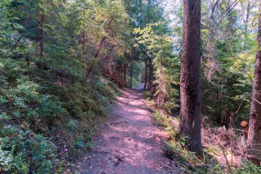 Yıkılmış çam iğneleriyle vahşi bir ormanın içine uzanan yürüyüş izleri.