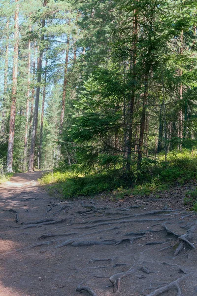 Vandringsled Med Fallna Tallbarr Sträcker Sig Fjärran Genom Vild Skog — Stockfoto