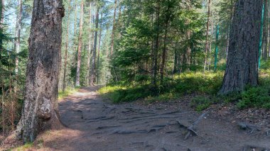 Yıkılmış çam iğneleriyle vahşi bir ormanın içine uzanan yürüyüş izleri.