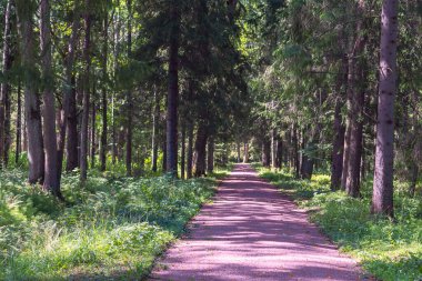 Rusya 'nın Lomonosov kenti yakınlarındaki bir banliyö parkında güneşli toprak pist.
