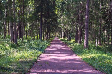 Rusya 'nın Lomonosov kenti yakınlarındaki bir banliyö parkında güneşli toprak pist.