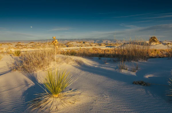 新墨西哥州的沙漠景观 — 图库照片