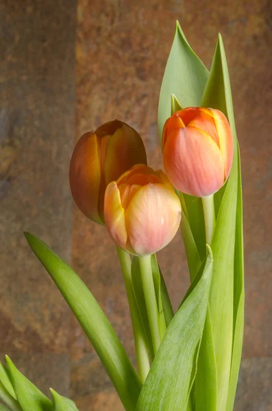 Tulipanes naranjas — Foto de Stock