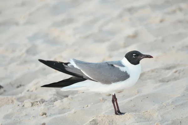 Sea birds on the sand