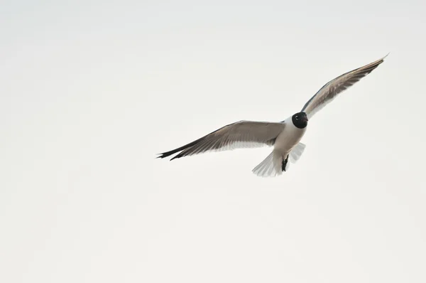 Aves marinas voladoras — Foto de Stock