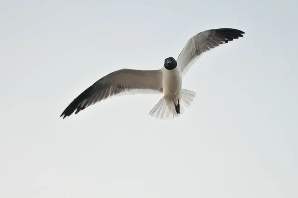 Aves marinhas voadoras — Fotografia de Stock