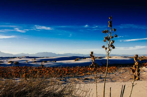 Wüstenlandschaft — Stockfoto