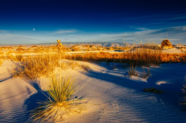 Paesaggio desertico — Foto Stock