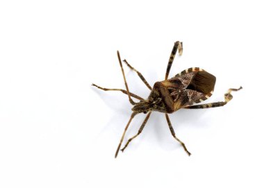 Batı kozalak tohumu böceği, Leptoglossus occidentalis, beyaz arkaplan önünde