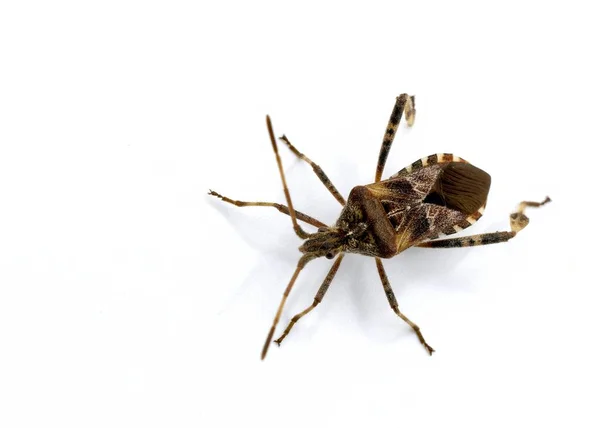 Batı kozalak tohumu böceği, Leptoglossus occidentalis, beyaz arkaplan önünde