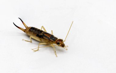 Avrupa kulaklığı Forficula auricularia veya Labidura riparia, beyaz arkaplan