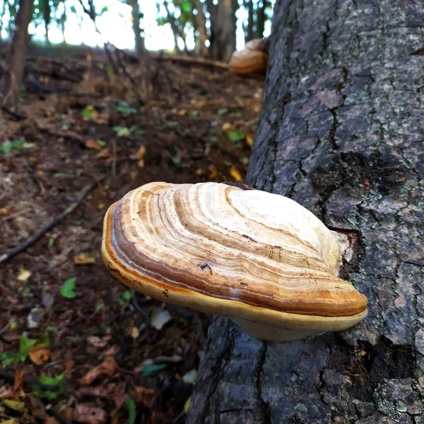 Грибы Паразитарные Грибы Fomes Fomentarius Тополе Осенью — стоковое фото