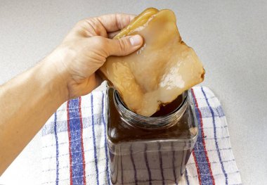 One hand holds a scoby of kombucha clipart