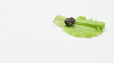  Bir mealybug marul yaprağının üzerinde uyanır ve kaçar.