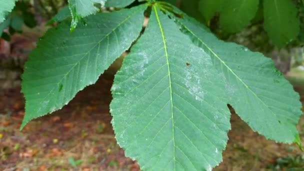 Aesculus Hippocastanum Castanha Cavalo Pertencente Família Sapindceas Comumente Chamado Castanha — Vídeo de Stock