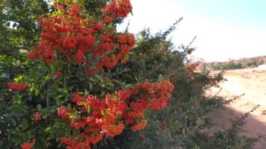 Avrupa Firethorn, Pyracantha, doğada güzel kırmızı böğürtlenler, doğal ışık