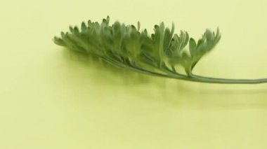 Kameraya Artemisia Absinthium 'un bir dalını gösteriyor. Genellikle sarımsı arka planda pelin otu olarak bilinir.