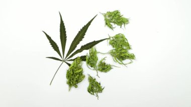 Kurumuş marihuana tomurcukları, grifa ve Maria 'yı beyaz arka planda bir yaprağın yanına yerleştiriyorum.
