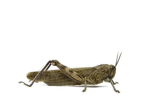 Velký Hmyz Kobylka Izolované Bílém Pozadí — Stock fotografie